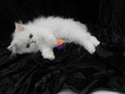 Pure White Persian Kitten - Male And Female Ready Now!